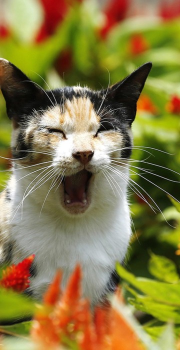 Image: A cat yawns at Kennedy Park in Miraflores district, in Lima