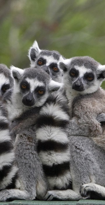 Image: File photo of ring-tailed lemurs standing together at the Haifa zoo