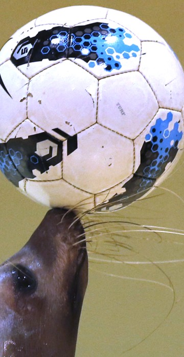 Image: Twenty-one-year-old female seal Sarasa controls a soccer ball as part of an event cheering for Japan's national soccer team's success at the upcoming the 2014 World Cup soccer tournament, during a new show at the Shinagawa Aqua Stadium aquarium