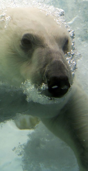 Image: Polar bear at Ueno Zoo