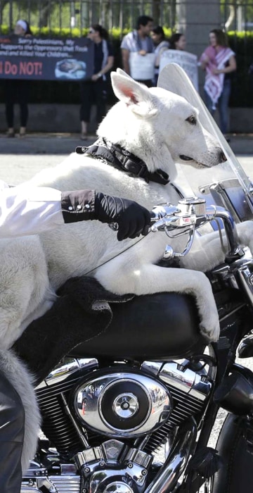 Image: Gerbracht rides his Harley Davidson motorcycle with his dog on Wilshire Boulevard in Los Angeles