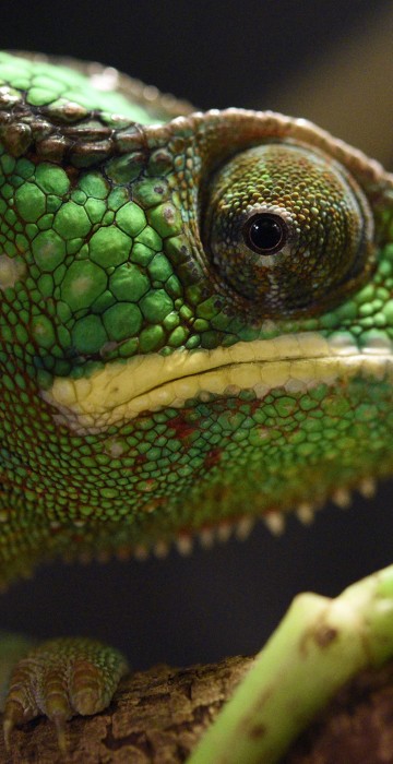 Image: Panther chameleon at the Ueno Zoological Gardens in Tokyo