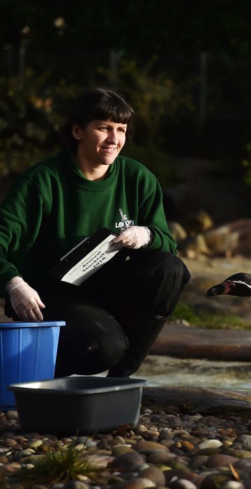 Image: A zoo keeper poses with Humboldt penguins