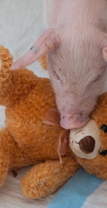 Family Rescues Piglet From Side Of Road During Blizzard