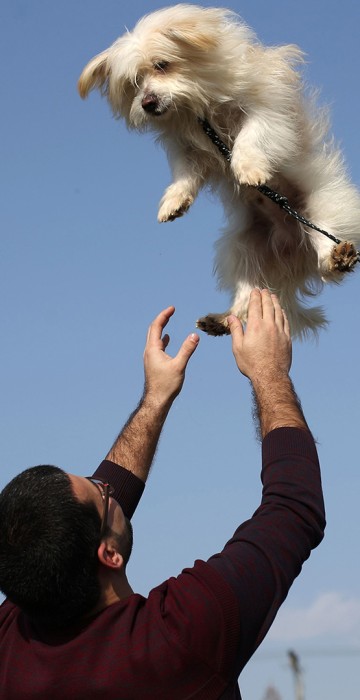 A Palestinian man plays with a dog during the first dog show in Gaza City