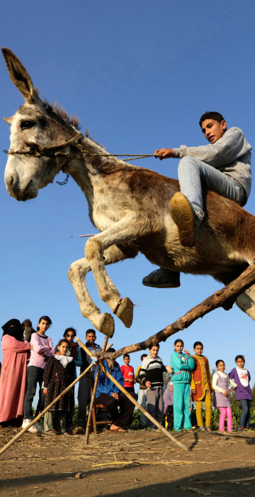 Image: Egyptian Donkey Jumping 01