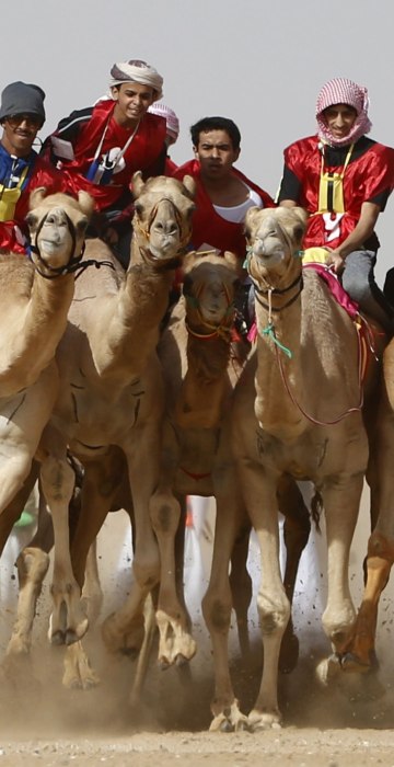 Image: camel race