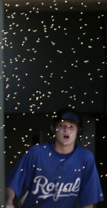 Image: Rockies Royals Spring Baseball