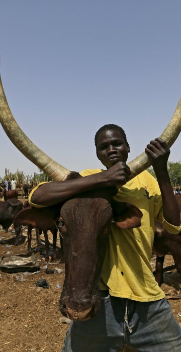 Image: A man holds a cow at the cattle market