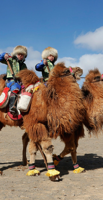 Image: The Wider Image: Mongolia's camel festival