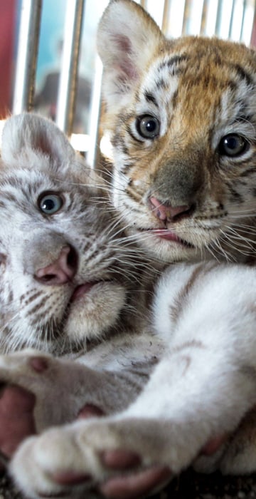 Image: A white Bengal tiger cub plays with its sister, a golden Bengal tiger cub, at the Circo de Renato  in Ciudad Sandino, Nicaragua