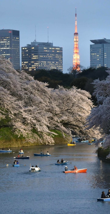 Image: JAPAN-CHERRY-BLOSSOM