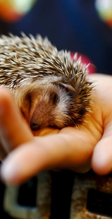 Image: A woman holds a hedgehog at the Harry hedgehog cafe in Tokyo