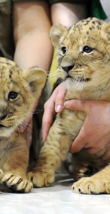 Employees present a newborn male and two female lion cubs to the public at the city zoo in Saint Petersburg, on April, 22, 2016.