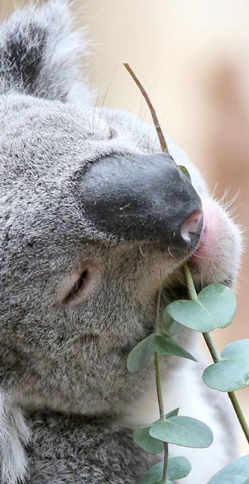 Koala "Oobi-Oobi" enjoys some eucalyptus leaves in his new enclosure at the zoo in Leipzig, eastern Germany, on May 12th.