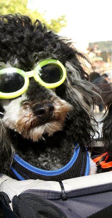 Image: TOPSHOT-GERMANY-ANIMALS-OFFBEAT