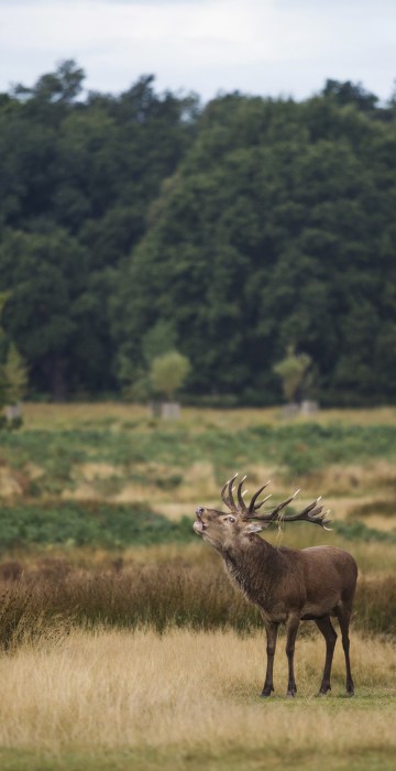 Image: A deer calls out at Richmond Park in London