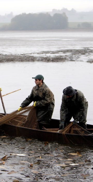 Image: Fishermen pull a net containing fish from a pond during the traditional carp haul near the village of Belcice
