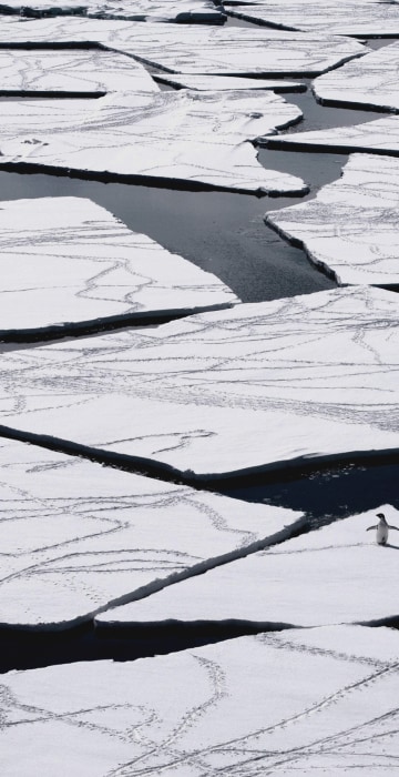 Image: An adelie penguin on pack ice in the Ross Sea in Antarctica.