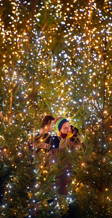 Image: Members of the public enjoy a Christmas tree maze in Edinburgh