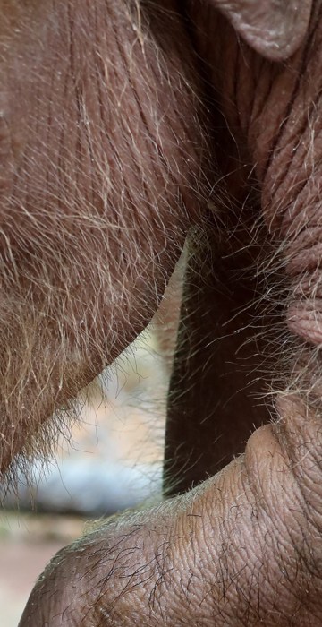Image: Six month-old elephant Fah Jam has hydrotherapy to help heal her injured foot.