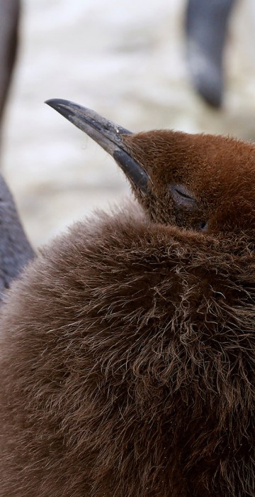Image: A young king penguin stands in an enclosure at Zurich's Zoo in Zurich