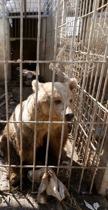 Image: A bear is seen in the cage of Nour Park at Mosul's zoo