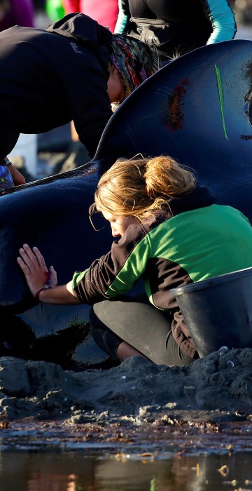 Image: Volunteers attend to some of the hundreds of stranded pilot whales still alive after one of the country's largest recorded mass whale strandings in New Zealand