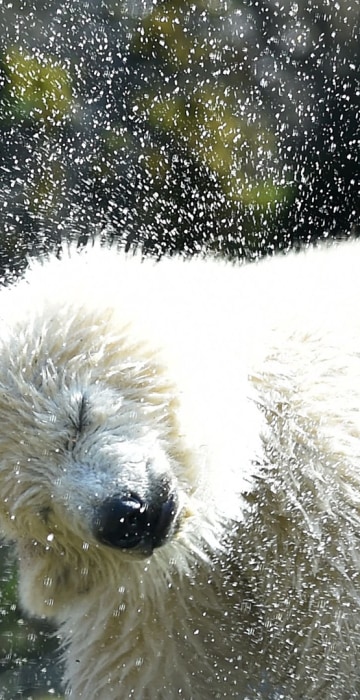Image: GERMANY-ANIMALS-ZOO-POLAR-BEAR