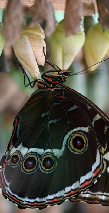 A butterfly comes out of its cocoon at an exhibition of tropical butterflies at the botanical garden April 9, 2017 in Prague.