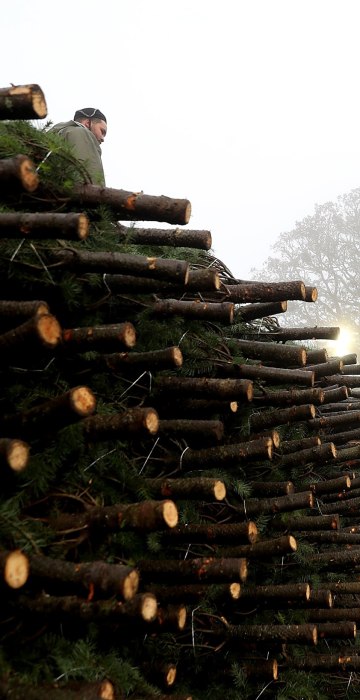 Image: Oregon Christmas Tree Farm Harvests Trees For Upcoming Holiday Season