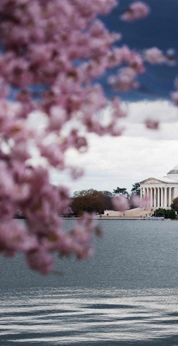 Image: US-LIFESTYLE-CHERRY BLOSSOMS