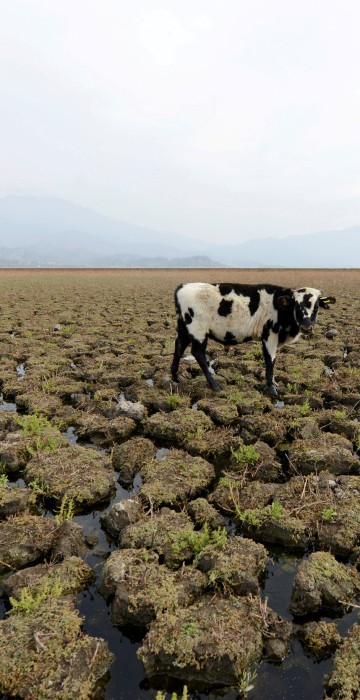 Image: A cow stands on land that used to be filled with water at the Aculeo Lagoon in Paine, Chile