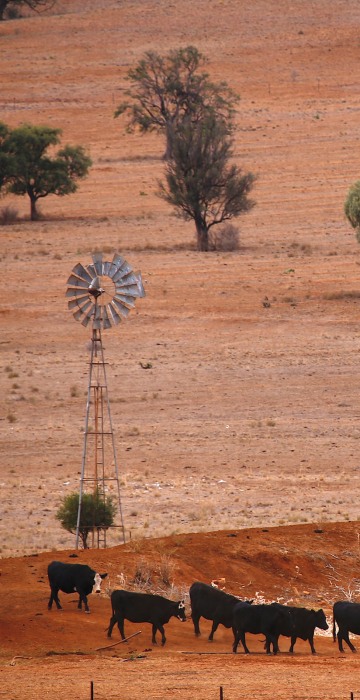 Image: FILE PHOTO: Cattle walk past an empty dam and old windmill in a drought-affected paddock on a property located west of the town of Gunnedah, located in the north-west of New South Wales