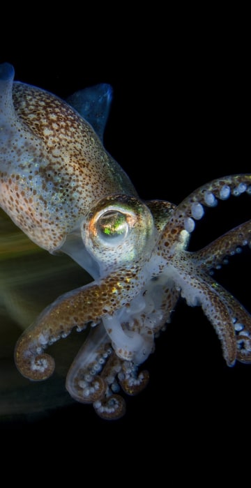 Winner of Macro: 'Fast cuttlefish'