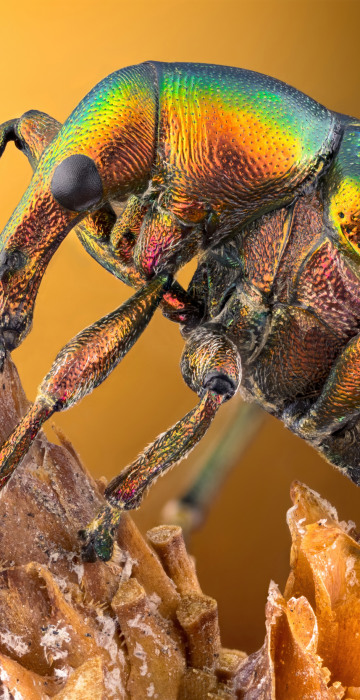 Leaf roller weevil