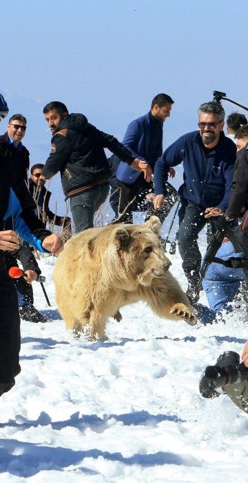 Image: Kurdish animal rights activist release bears into the wild