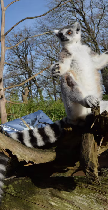 Image: TOPSHOT-FRANCE-ANIMALS-ZOO-CHRISTMAS-LEMUR-FEATURE