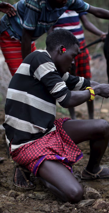 Image: Young Pokot men restrain a bull as another prepares to shoot an arrow with a shallow point into its neck