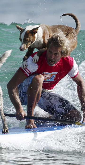 Image: surf dogs