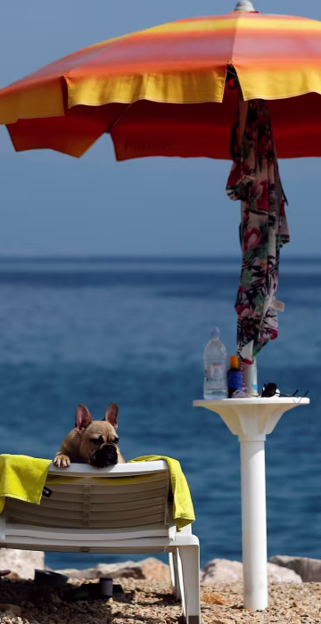 Image: A dog is seen at dog beach and bar in Crikvenica