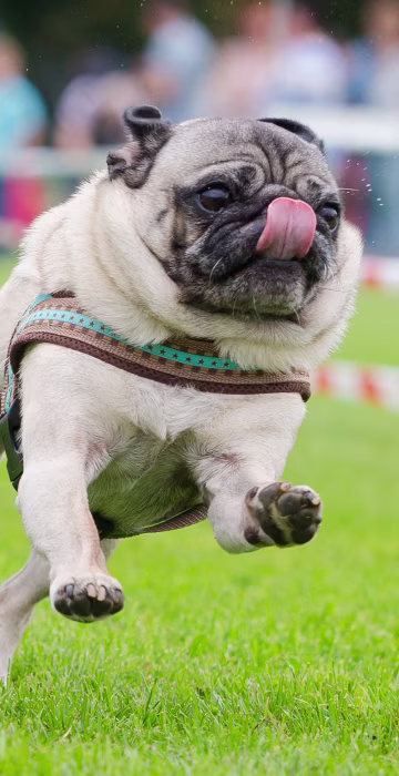 Image: TOPSHOT-GERMANY-ANIMAL-PUG