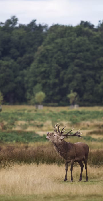 Image: A deer calls out at Richmond Park in London