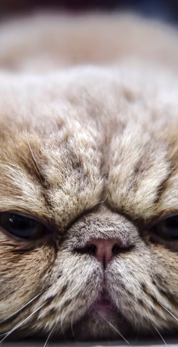 Image: TOPSHOT-TURKEY-ANIMALS-CATS-CONTEST