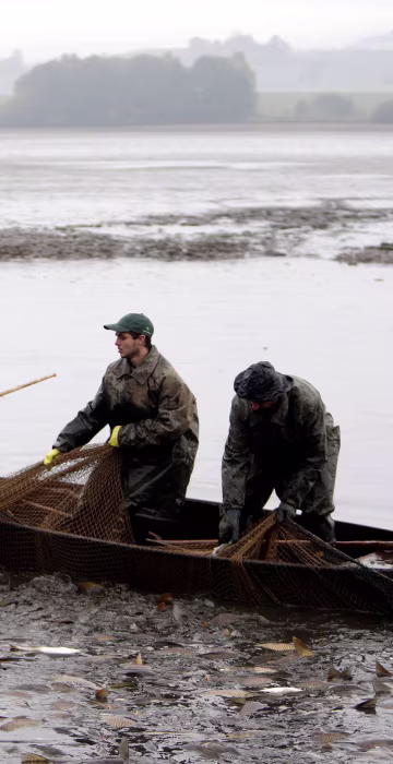 Image: Fishermen pull a net containing fish from a pond during the traditional carp haul near the village of Belcice