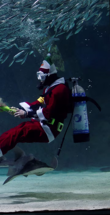 Image: A diver dressed in a Santa Claus costume performs with sardines during a promotional event for Christmas \"Sardines Feeding Show with Santa Claus\" at the Coex Aquarium in Seoul