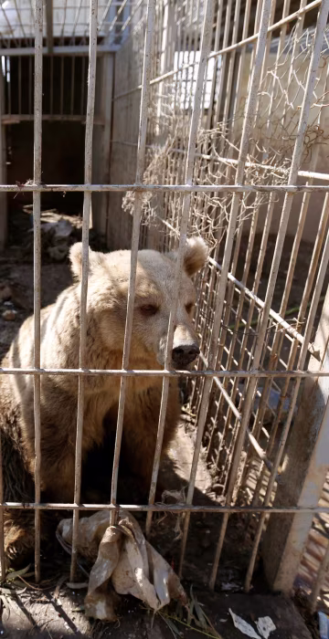Image: A bear is seen in the cage of Nour Park at Mosul's zoo