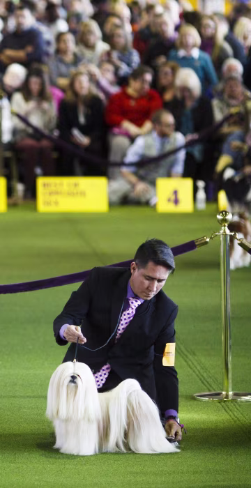 Image: 2017 Westminster Kennel Club Dog Show