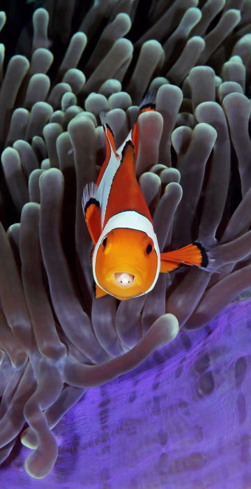 Image: Clowfish poke out of an anemone showing isopods in their open mouths in this photo taken in Indonesia