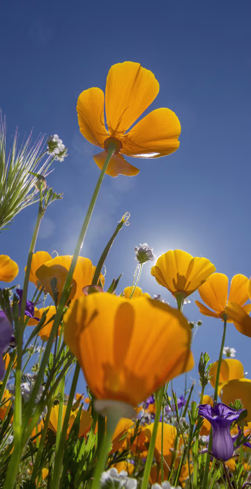 Image: Sea Of Springtime Wildflowers Spreads Across Southern California